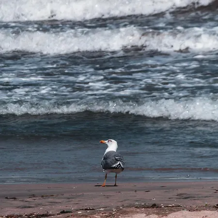 Cosher - Gardenia Palace 10 Free Parking *